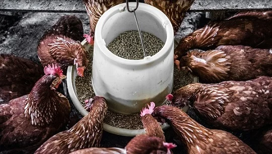 poultry-feed